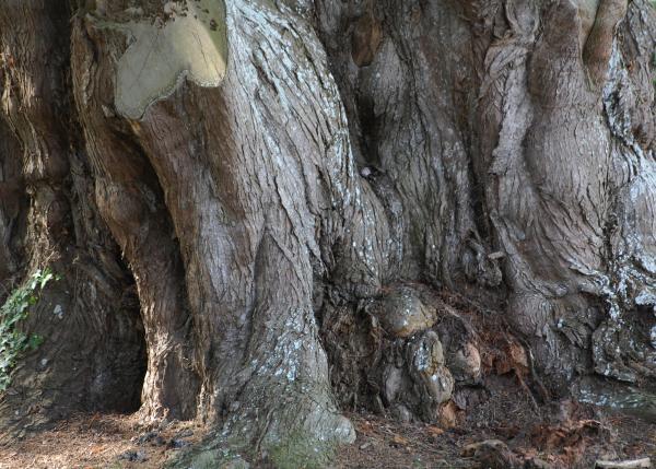 TREE STUMPS