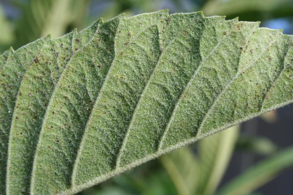 furry leaf