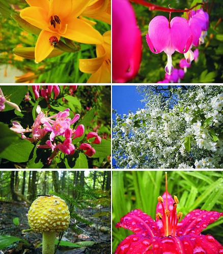 Flowers and mushrooms