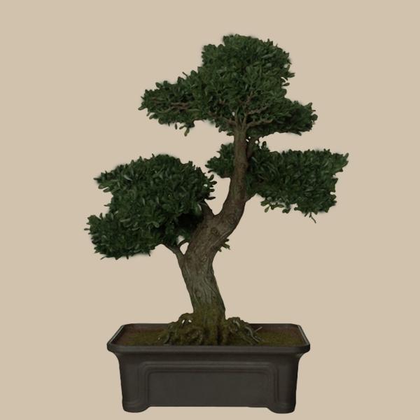 Bonsai-02