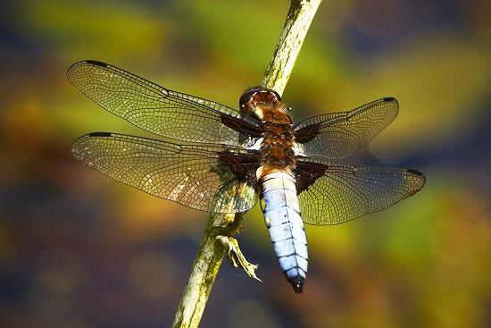 male broad bodied chaser (libellula depressa).