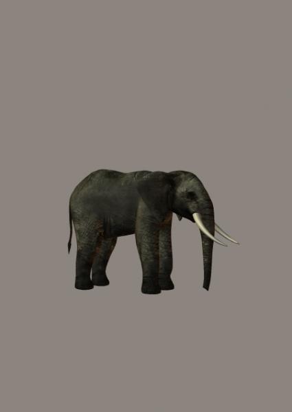 Elephant Elefant