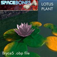 Lotus Plant