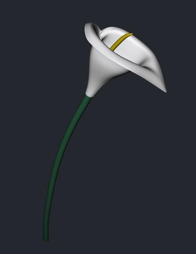 Calla Lily