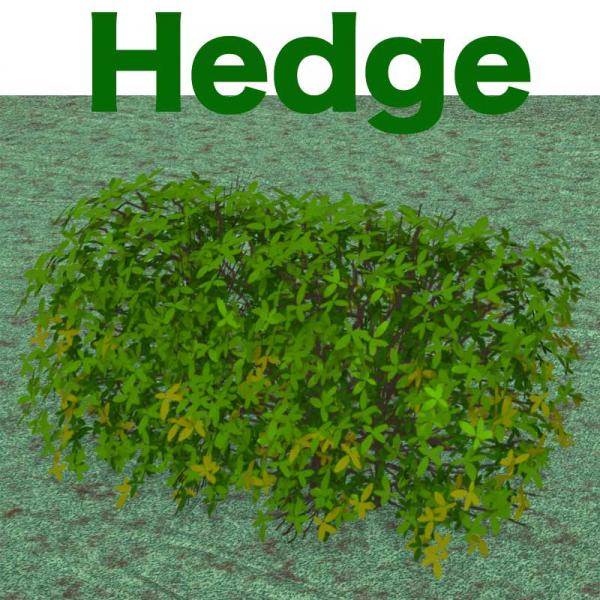 Hedge