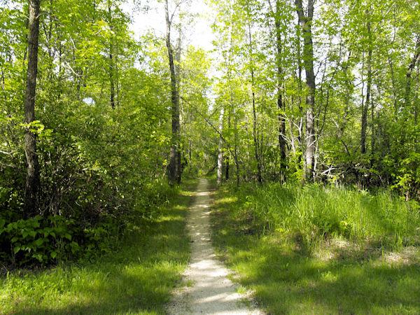 woodland paths