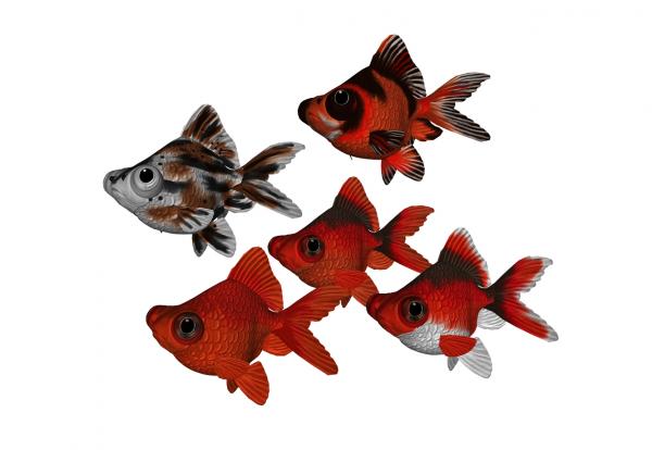 MATs for Bugeyed Goldfish16-30