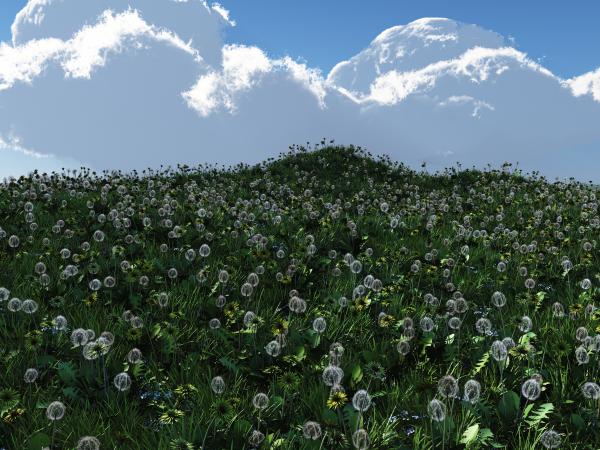 Fall Fairy Feild