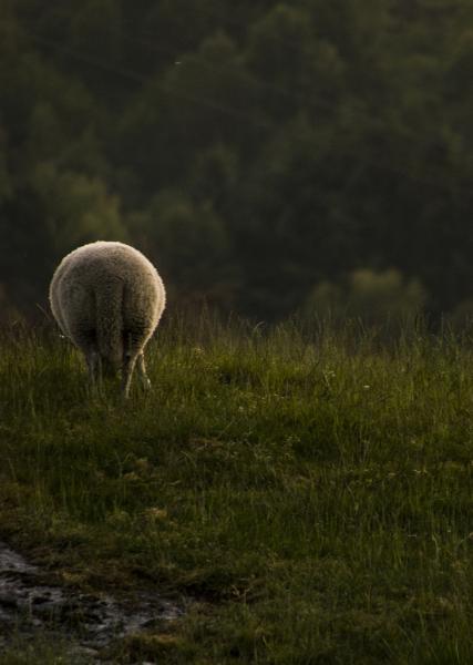 Norwegian sheep