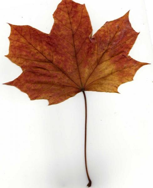 Autumn Leaf 1