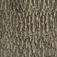 tree texture