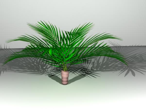 palm