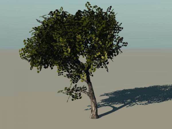 Texas Elm Tree - Vue 6 Infinite