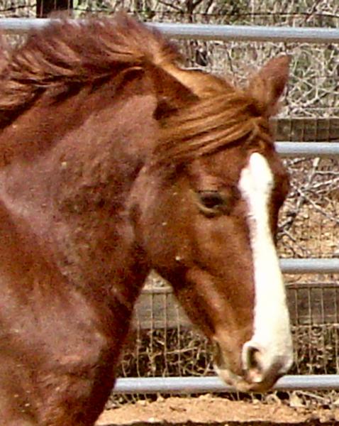 Bandit Close-up Jigsaw Puzzle