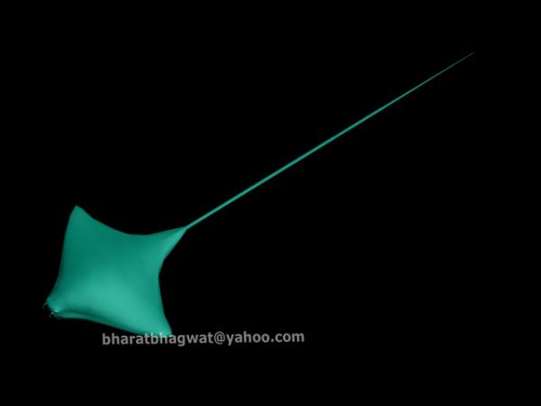 3D Model of Manta Ray Fish