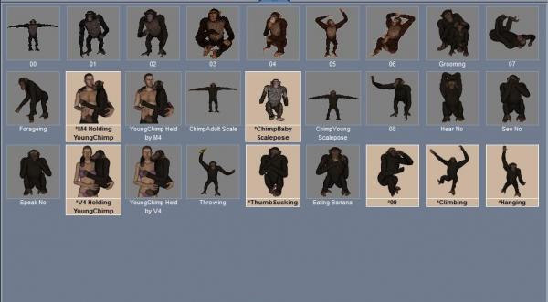 22 Poses for the Chimp