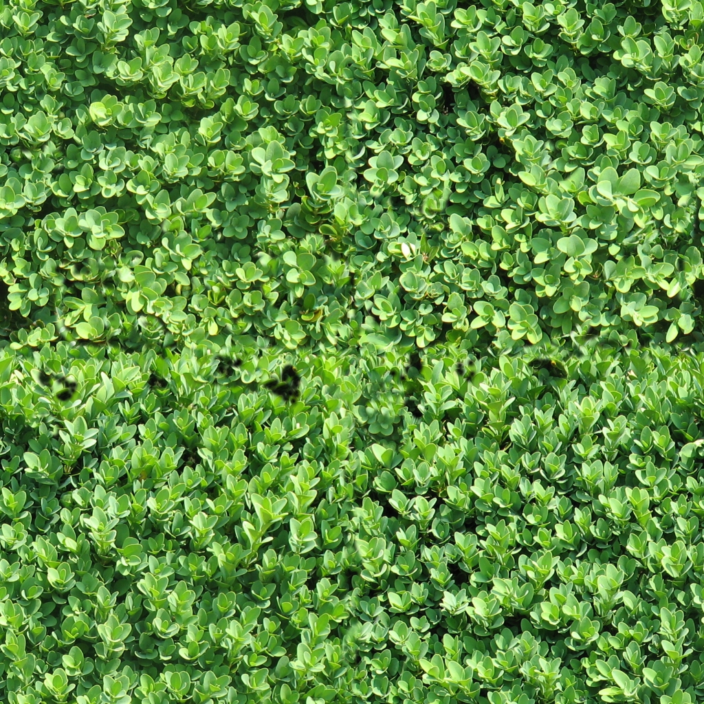Bushes Green 1 Seamless - Texture - ShareCG