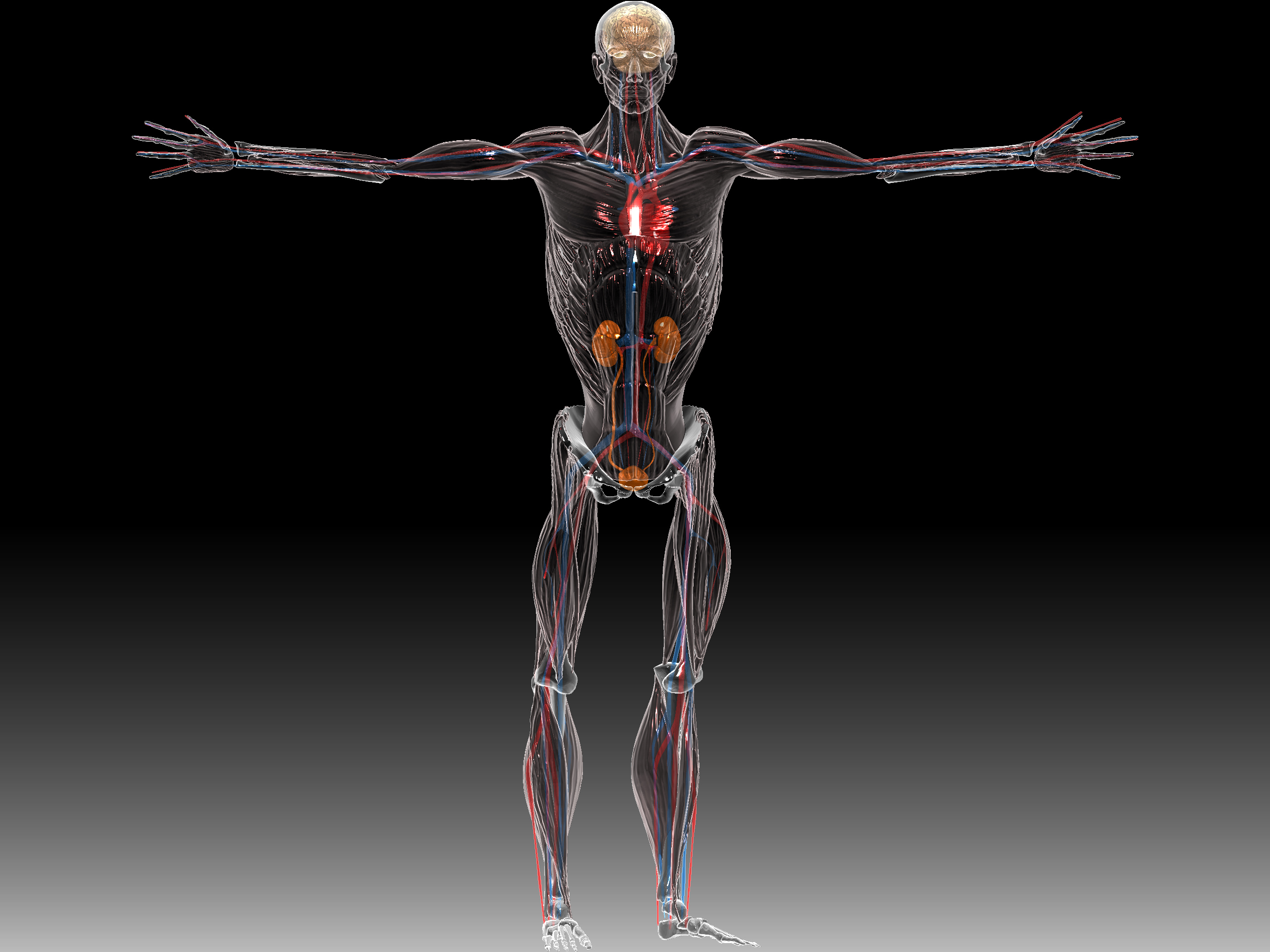 anatomia umana
