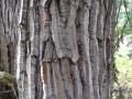 Cottonwood Tree Bark - Texture - ShareCG