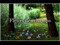 Fleur des champs